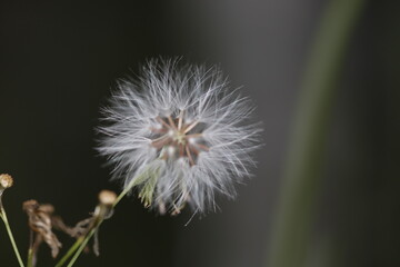 Dandelion flower in soft focus – Macro nature photography