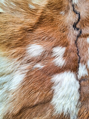A close-up view of the texture of brown and white cow fur and skin.