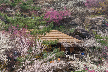 A village landscape with colorful plum blossoms in full bloom in March (Gwangyang Plum Village, Korea)