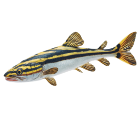 Striking Tiger Shovelnose Catfish Portrait, A Captivating Glimpse into the Underwater World Featuring Distinctive Stripes and Unique Anatomy for Aquatic Enthusiasts