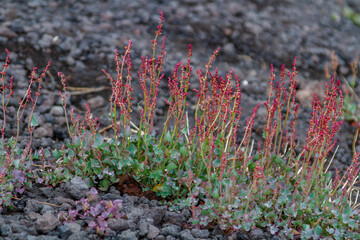Ätna-Ampfer (Rumex aetnensis)