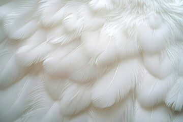 Fototapeta premium Close-up of soft white feathers conveying purity and serenity. Ideal for wedding invitations, Easter themes, or dreamy decor.