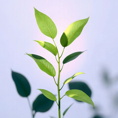 A tender sapling reaching for sunlight, symbolizing new growth and hope, against a soft, pale background with subtle shadows.