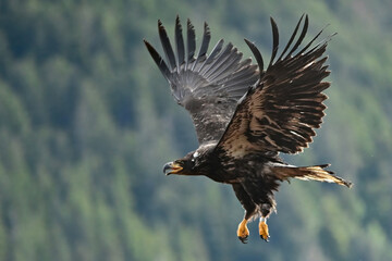 A juvenile Bald Eagle (Haliaeetus leucocephalus) flies above the forest in Sitka, Alaska.