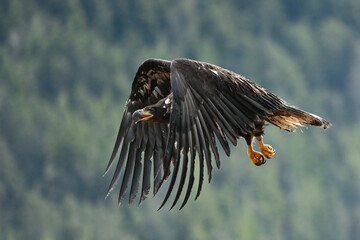 A juvenile Bald Eagle (Haliaeetus leucocephalus) flies above the forest in Sitka, Alaska.