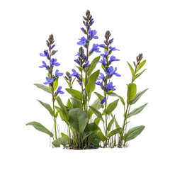 Vibrant Blue Pickerelweed Plant with Delicate Flowers Isolated on Transparent Background
