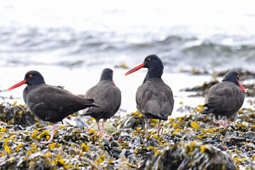 A group of Black Oystercatchers (Haematopus bachmani) browse for food on a mussel-covered beach in Sitka, Alaska.