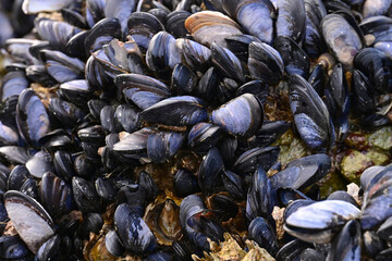 Mussels on a rocky Sitka, Alaska, beach.