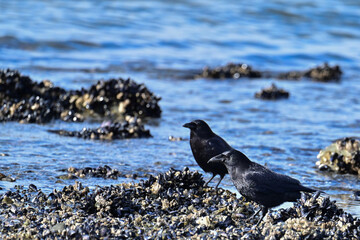 A pair of American Crows (Corvus brachyrhynchos)  on a mussel-covered beach in Sitka, Alaska.