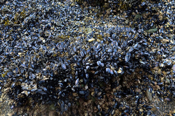 Mussels on a rocky Sitka, Alaska, beach.