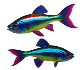 Fototapeta premium Two Neon Tetra Fish Swimming Side by Side, A Vibrant Display of Color and Movement in Aquatic Life, Showcasing the Beauty of Tropical Freshwater Species