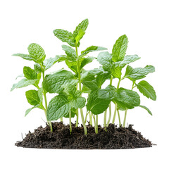 A Fresh Patch of Mint Leaves Isolated on Transparent Background