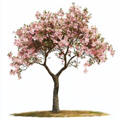 Obraz premium Pink Cherry Blossom Tree on White Background, Ideal for Spring Themes and Nature Illustrations in Stock Photography