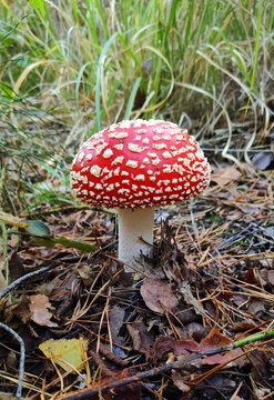 Fly Agaric. Photo of a mushroom in the forest, close-up