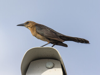 Female Boat-tailed Grackle, Florida, USA