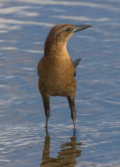 Female Boat-tailed Grackle, Florida, USA