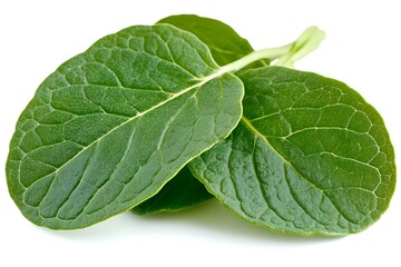 Obraz premium Fresh green mint leaves with detailed vein texture and water droplets on white background, isolated herb for culinary and beverage designs.