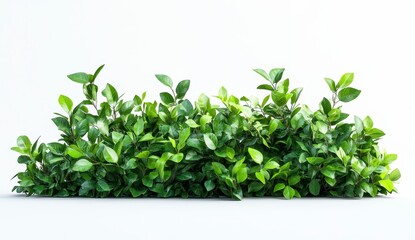 Lush Green Bush with Bright Leaves on White Background