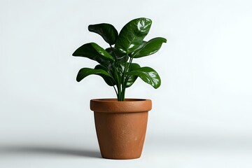 Obraz premium Green potted plant with glossy leaves in traditional terracotta pot against white background, minimalist composition for home decor and interior design.