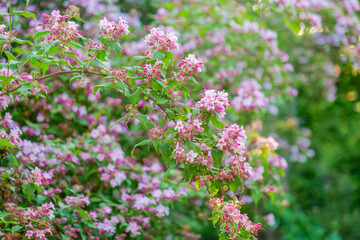 Kolkwitzia amabilis.Blooming Pink Flowers in Natural Setting.Pink Kolkwitzia bells.Blooming Pink Flowers with Green Foliage.Pink Flowers in Garden Setting