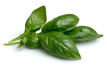 Fototapeta premium Fresh green basil leaves isolated on white background, showing detailed leaf texture and natural shine. For culinary, cooking, and food photography.