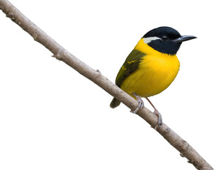 Obraz premium Vibrant Golden-Collared Manakin Perched on a Branch, A Captivating Study of Tropical Birdlife and Avian Beauty in its Natural Habitat Displaying Vivid Plumage and Unique Markings