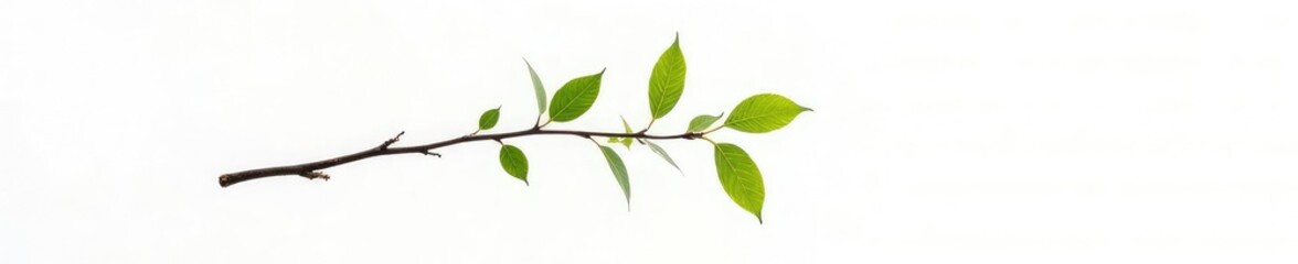 Fototapeta premium Isolated branch against a plain white background, minimalist, isolated