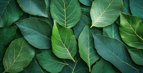 Obraz premium Dark Green Leaf Texture Background Top View