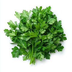 Obraz premium Fresh Green Parsley Sprigs Isolated on White Background