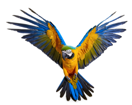 Vibrant macaw in full flight displaying radiant plumage, its outstretched wings revealing a stunning array of blue and yellow feathers, a symbol of freedom and exotic beauty