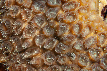 Particolare dei polipi di un corallo duro © Massimo