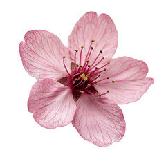 Delicate Pink Flower Blossom Closeup Spring Nature Floral Beauty,