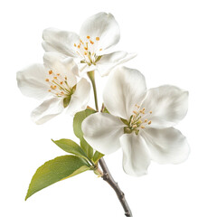 Fototapeta premium Delicate Apple Blossoms Spring Flowers White Petals Nature Beauty,