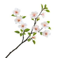 Obraz premium Delicate White Almond Blossoms Spring Branch Floral Art