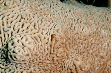 Piccolo gobide su un corallo duro