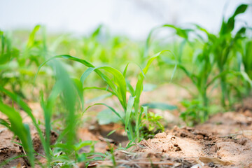Growing green corn plants in fertile soil field agricultural farming nature environment close-up...