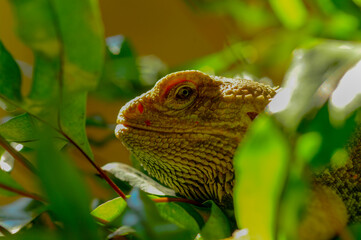 portrait of a beautiful agama lizard
