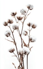 Arrangement of Cotton Plant Stems on White Background for Textile Designs