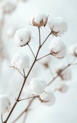 Cotton Branch with Fluffy White Bolls on Light Background Minimalist Style