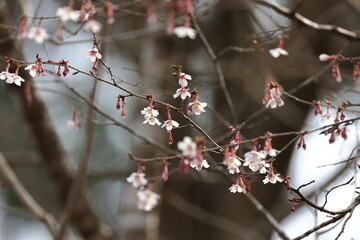 One of the basic original species of cherry blossoms,Kinkimamezakura