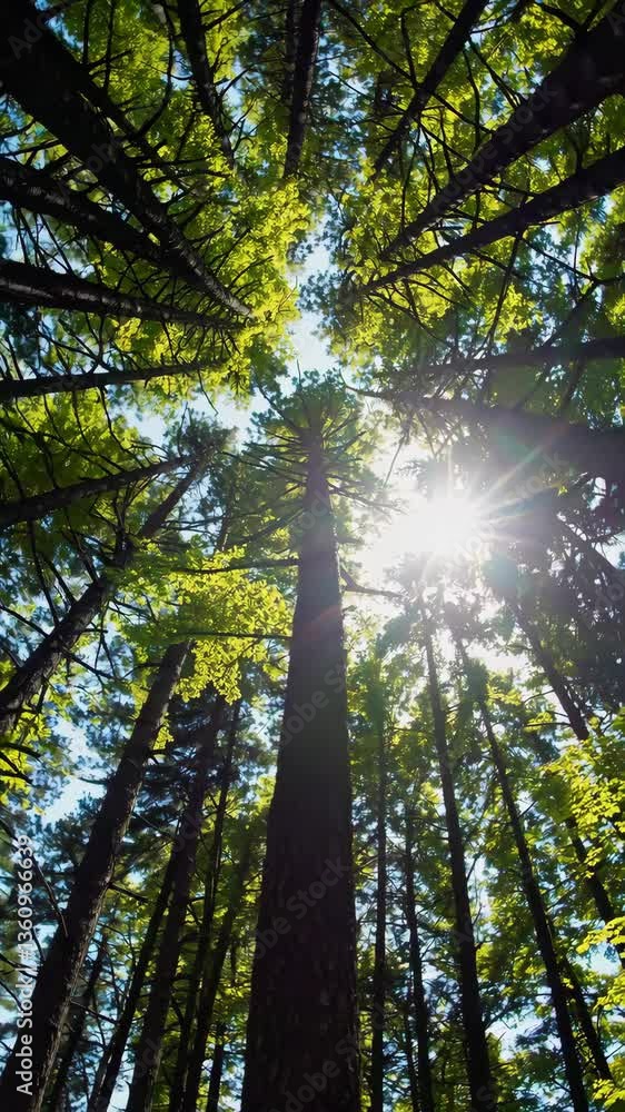 Poster exploring the towering trees and vibrant foliage in a serene forest setting during a sunny day