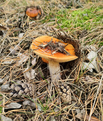 Russula. Photo of a mushroom in the forest, close-up
