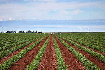 Obraz premium Farmworkers in distance walking along row of vegetables