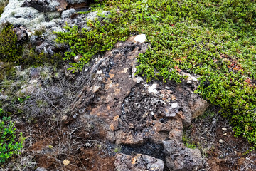 Volcanic rock formation partially covered by moss and lichen in Iceland