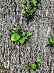 New leaves growing from old tree trunk in Iceland