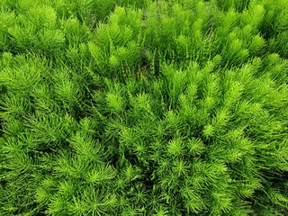 Green field of equisetum plants growing in Iceland