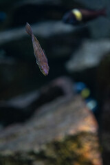 The yellowtail mouthfish under the surface.
