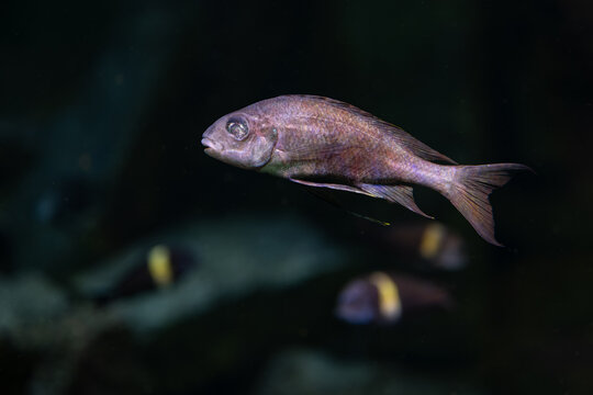 A wounded eyeless jawless fish underwater.
