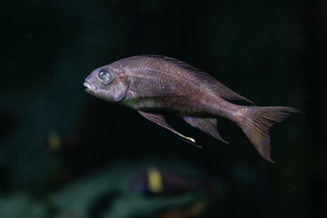 A wounded eyeless jawless fish underwater.
