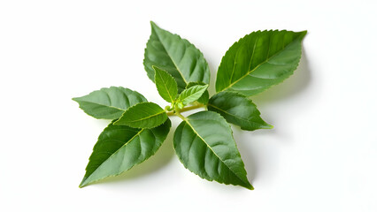  Culinary-Grade Bay Leaves: Chef's Essential Ingredient 